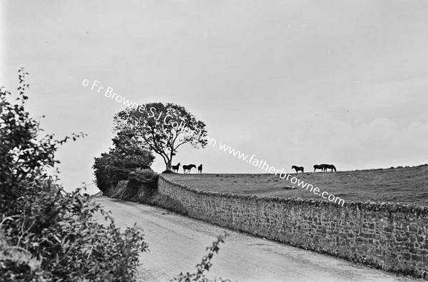 HORSES IN FIELD